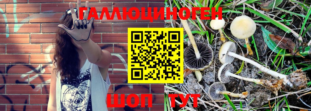 Пенза  Галлюциногенные грибы Psilocybe  Вход с VPN 